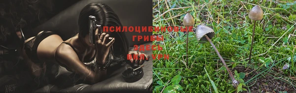 гашик Алексин